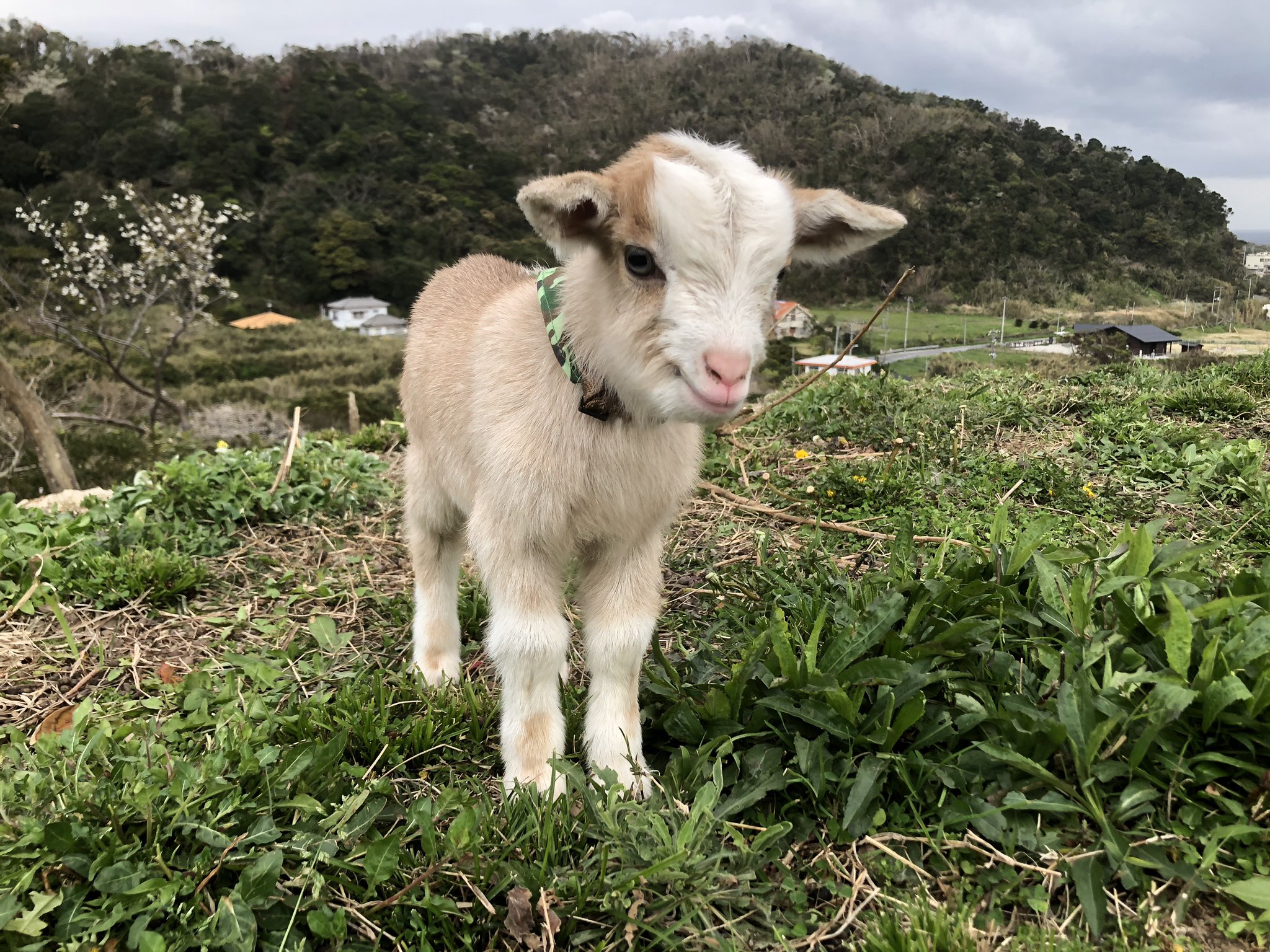 疲れたときに癒されるめちゃくちゃ可愛すぎる画像はこちら知り合いのところで生まれた子ヤギ 話題の画像プラス