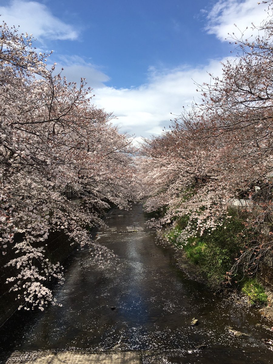 町田市観光コンベンション協会 さくら開花情報 恩田川 鹿島橋と成瀬城址 3月27日恩田川の鹿島橋付近と城山公園のソメイヨシノは見頃を迎えています エア花見 町田 桜 恩田川