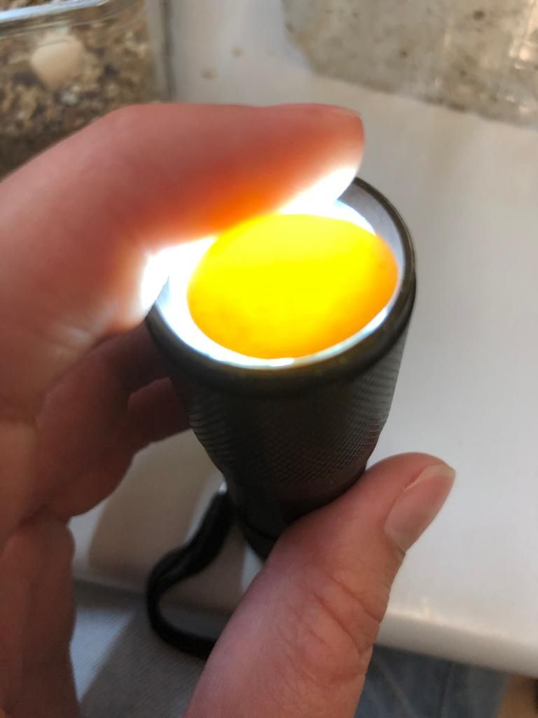 TerraristikL's tweet photo. 🥚🤔🐣 Eier von Pogona henrylawsoni, Zwergbartagame.
Das rosaschimmernde Ei ist befruchtet und wird wieder behutsam zurück in den Inkubator gelegt. Das gelbe ist nicht befruchet und wird daher aussortiert.
#Pogona #eggs #schieren #zwergbartagame #inkubation #lorica #Zofingen https://t.co/poohiib9As