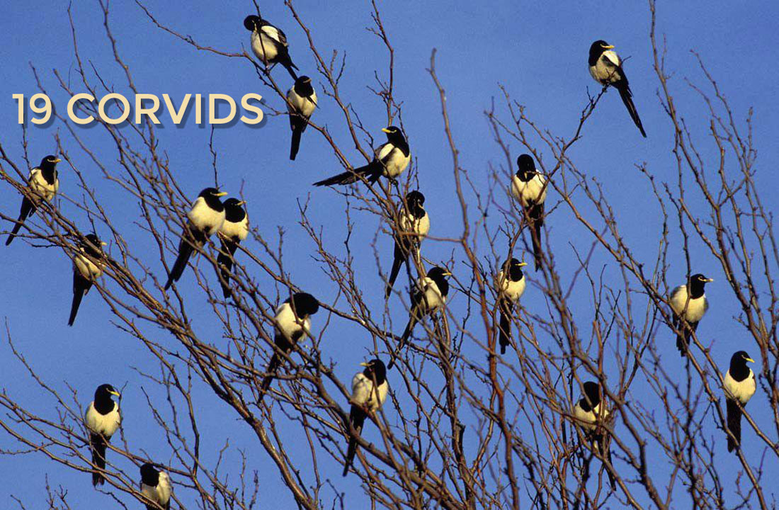 Not to be confused with #COVID2019