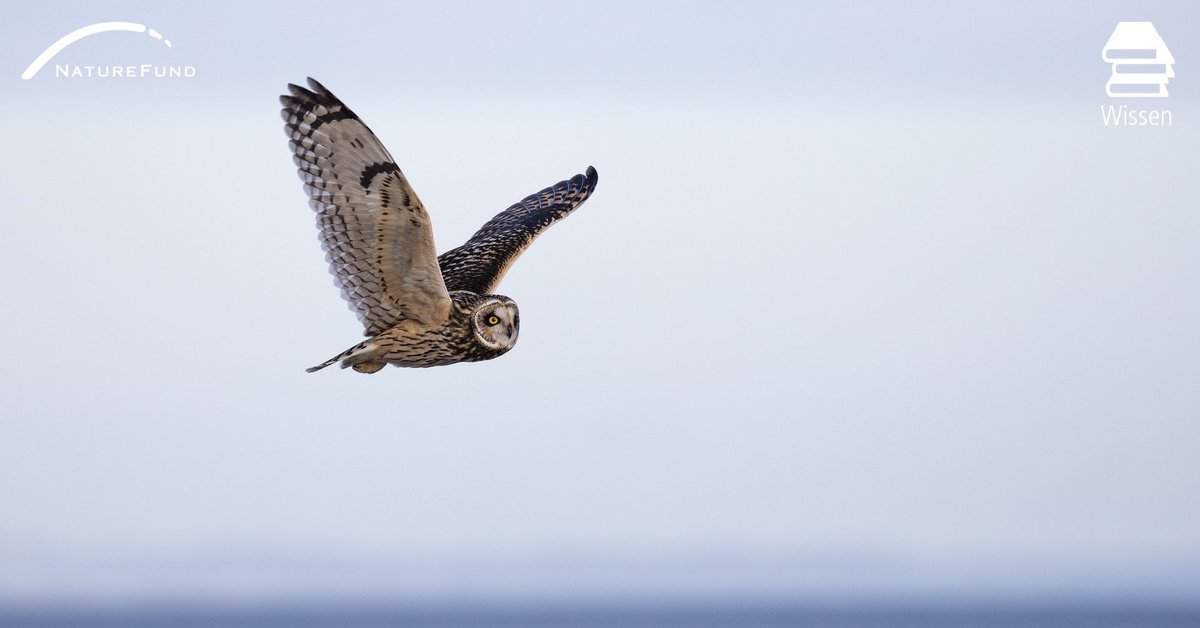 Naturefund's tweet photo. Die #Sumpfohreule ist in Mitteleuropa selten geworden und zählt mittlerweile in Deutschland zu den vom #Aussterben bedrohten Arten. Grund für den Rückgang sind vor allem Entwässerungs- und Kultivierungsmaßnahmen, die die vorhandenen Lebensräume der Eule zerstören. 🦉 https://t.co/JOI2GzzcLZ