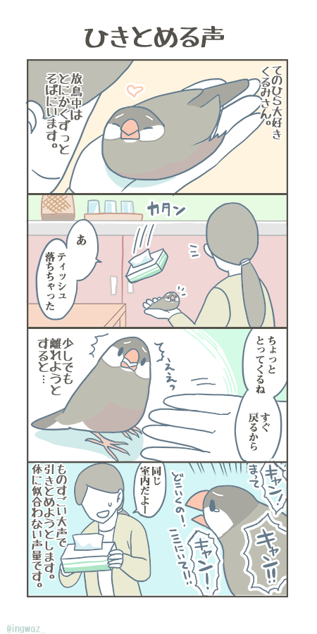 とても大きな声。

#buncho #javasparrow #文鳥 