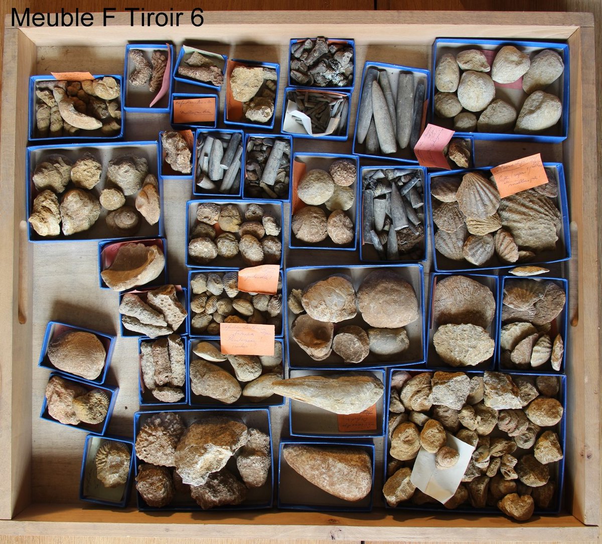 CitadelBesancon's tweet photo. #LeSaviezVous ? Le #MuséumDeBesançon conserve des trésors dans ses réserves : des milliers de fossiles, issus notamment des recherches de @fc_univ 😮 #biodiversité #biodiversity #museum #Naturalium #Besançon https://t.co/tXotqXgfkf