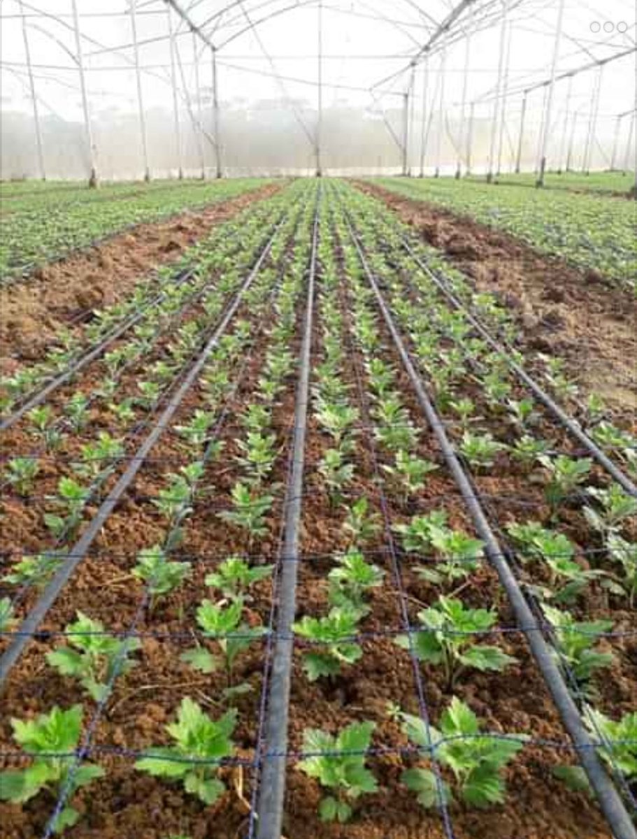Hopefully, this organic vegetable crop will timely serves the consumers before the #CoronavirusOutbreak ends.