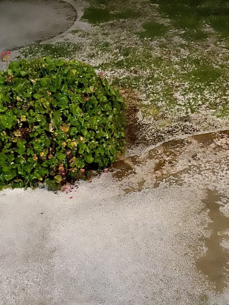 GrrArrgh's tweet photo. It’s hailing in San Diego. I’ve lived here 18ys, this is a first. I need the world to just settle back down for a bit. #WhatsHappening #SanDiego #NotMyWeather https://t.co/DqoQnhDeKy