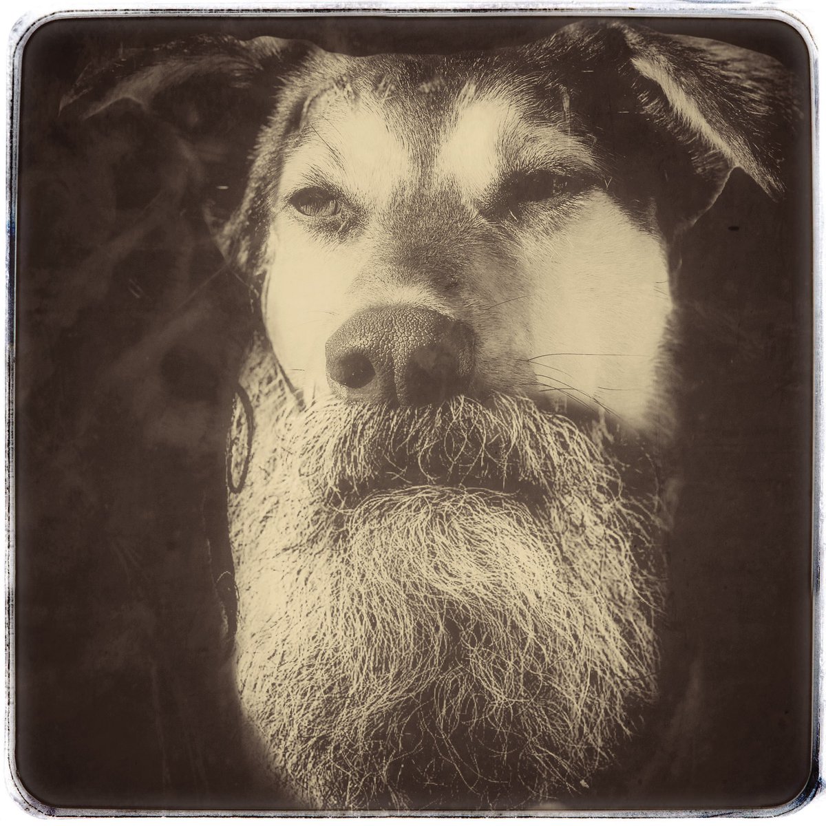 emodelocin's tweet photo. Actual photos of my dog, Rumi, on day 14 of self isolation. #selfisolation #selfquarantine #dogbeard #beard #stayhome #staysafe #forfun #vintage #retrodog #strandedisland #islepttoolong #ripvanwinkle #COVID19 https://t.co/Ksx3KYRunh