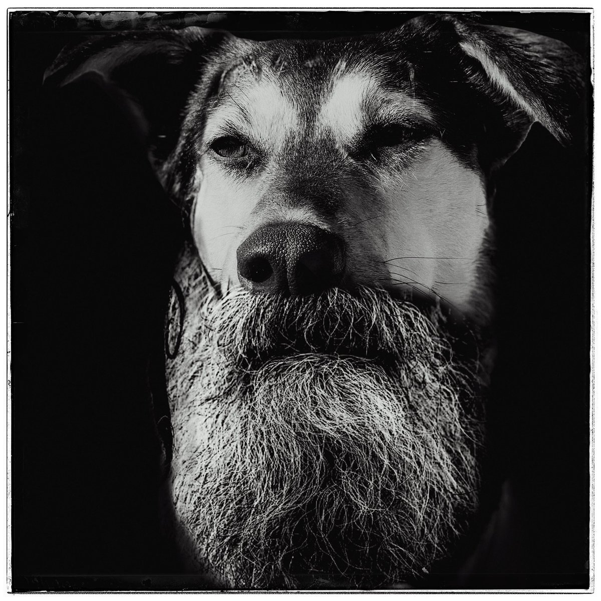 emodelocin's tweet photo. Actual photos of my dog, Rumi, on day 14 of self isolation. #selfisolation #selfquarantine #dogbeard #beard #stayhome #staysafe #forfun #vintage #retrodog #strandedisland #islepttoolong #ripvanwinkle #COVID19 https://t.co/Ksx3KYRunh