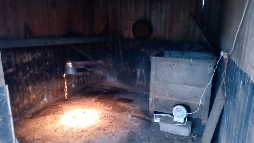 Pet lamb bar is open waiting for first customers
