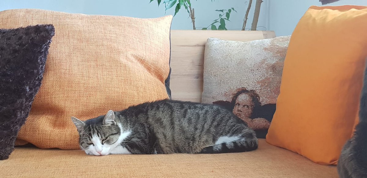 Neue x-root Mitarbeiterin: Claudia hat Emma als ihre persönliche Feelgood-Managerin eingestellt.
Gut, Emma schläft viel, aber ansonsten macht sie ihren Job großartig! 😻
#feelgoodmanagement #homeoffice