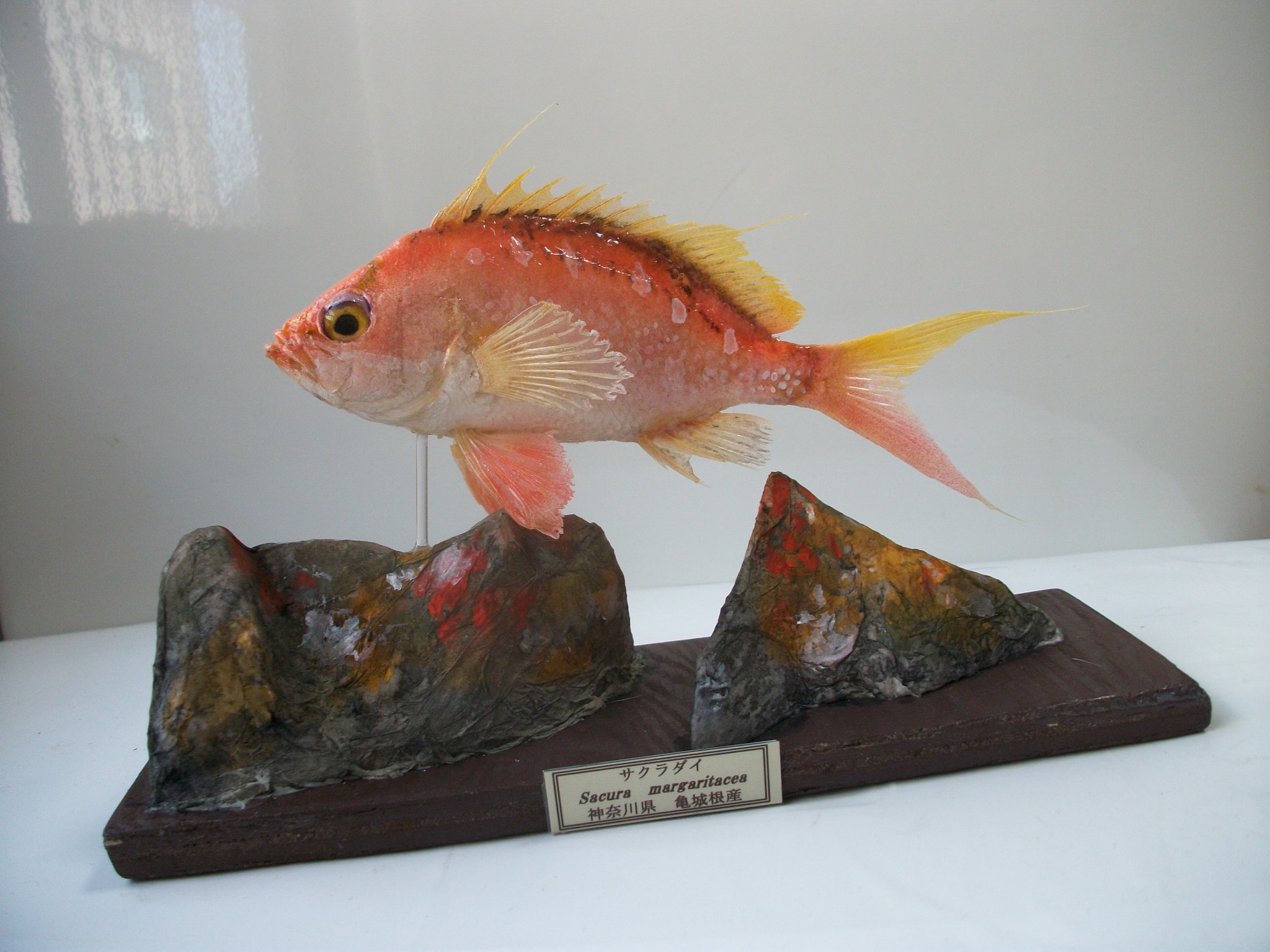 魚屋 天然堂 桜作品でtlをお花見会場にする サクラダイです 春に旬を迎えるマダイを桜鯛と呼びますが この魚は鯛の仲間ではなくハタに近い種類 釣り人からは雑魚扱いされますが 作品にすると長く延びた鰭がカッコイイ一品になります 雌から雄に性