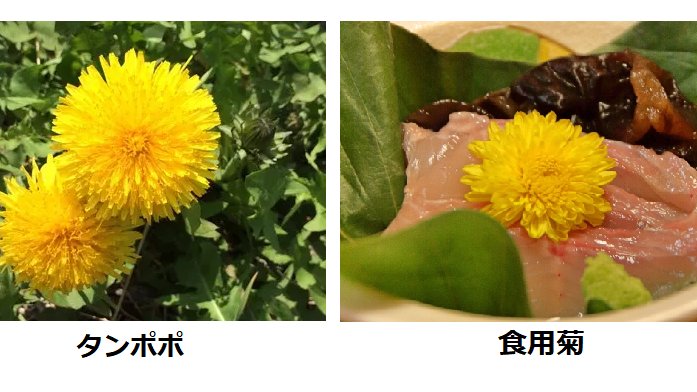 アンブレラ かさ No Twitter 今日の豆知識 1 刺身の上のタンポポ よく刺し身の上に置いてるある花 実はタンポポではなく食用 菊 見た目がとても似ているので間違えやすいです 菊は殺菌作用があり 食中毒を防ぐそう また香りや食感も良いので楽しめます 醤油