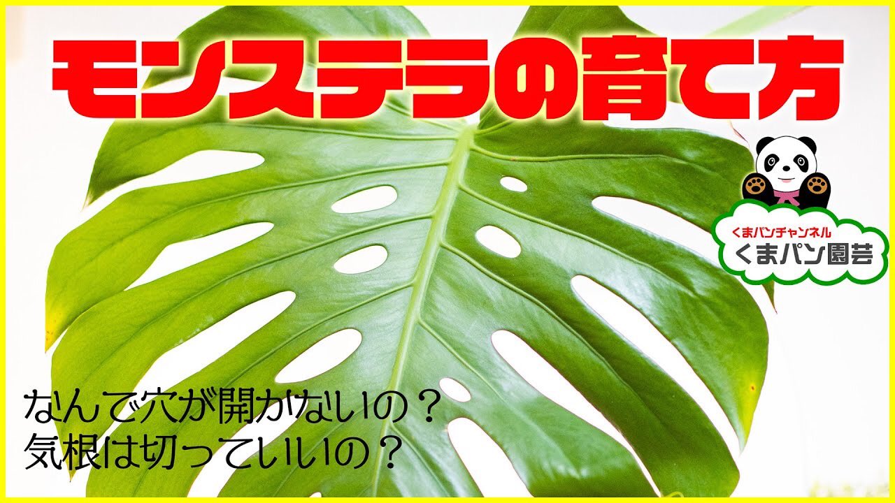 くまパン園芸 なんで穴が開かないの モンステラ の育て方 基本編 くまパン園芸 T Co Srgzdkcm0r Youtubeより Monstera 育て方 観葉植物 くまパン園芸 Plants Leaf デリシオーサ T Co