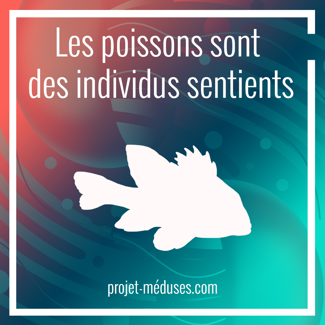 Dans le cadre de la #JMFP, le Projet Méduses appelle chacun·e à questionner son rapport à l’ensemble des individus sentients et à donner davantage de visibilités aux victimes de la pêche, les grandes oubliées des cercles de considération pour les droits des animaux.