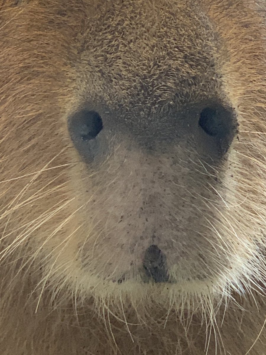 Nifrel ニフレル 公式 カワウソは隠れていなかったです 休園中の動物園水族館 ニフレル Nifrel ニフレル 公式 カワウソは隠れていなかったです 休園中の動物園水族館 ニフレル