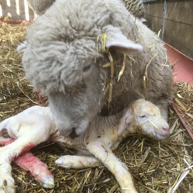 OldburyCottage's tweet photo. Male lamb born a couple of minutes ago https://t.co/oS8sEZk7cc https://t.co/H9hsbtjO79