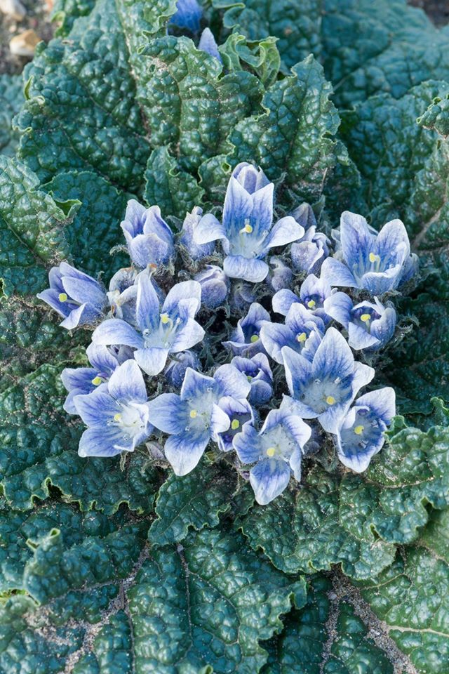 CUBGLearning's tweet photo. #CUBGplantquiz 

#Mandrake

Share your answers with us!

1. Which children's books and films feature mandrake plants?
2. Which plant family does mandrake belong to?
3. In the past what did people believe would happen if they pulled up a mandrake?

#Learningathome #plants https://t.co/JSFCE9EbQ8