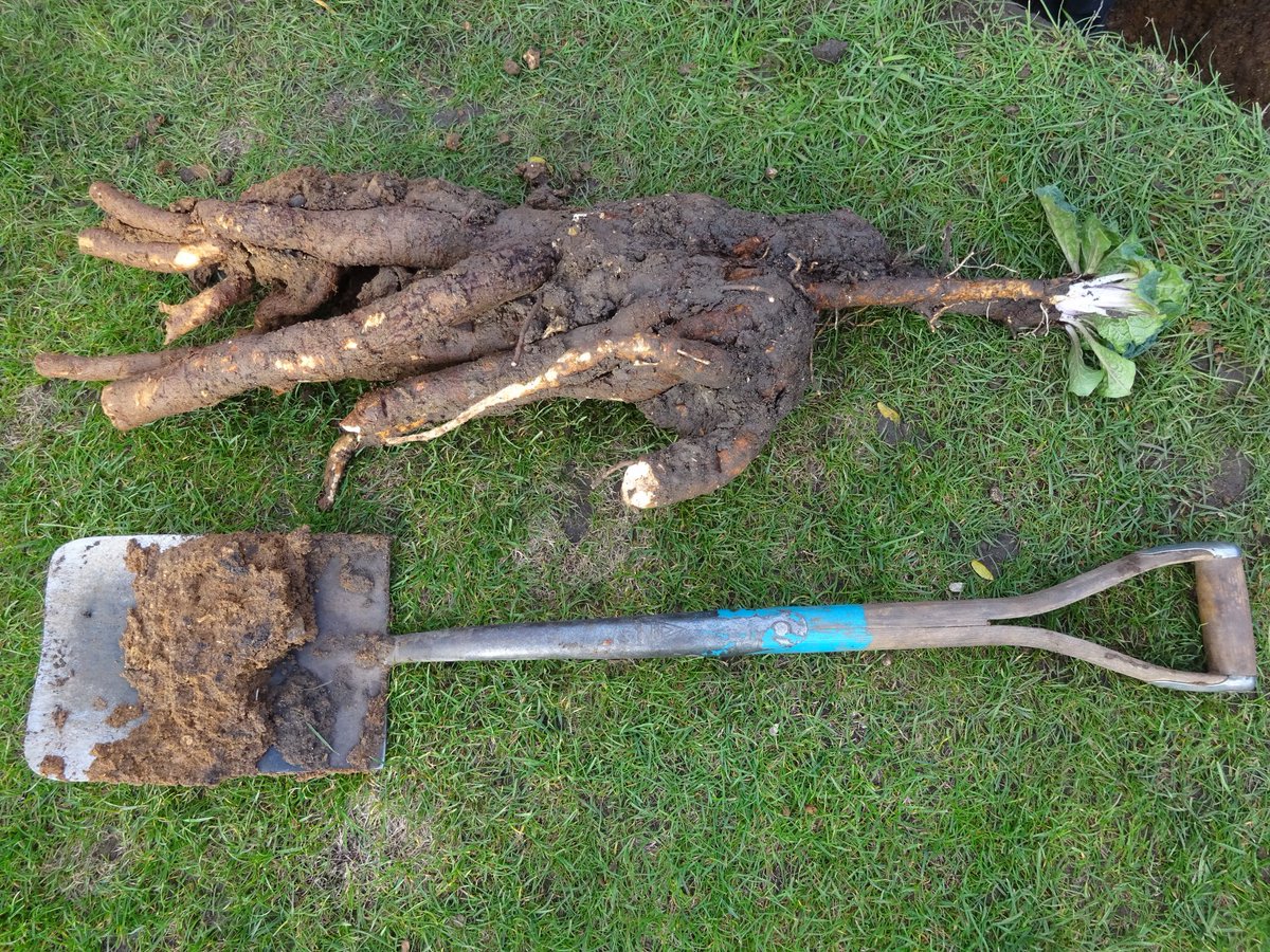 CUBGLearning's tweet photo. #CUBGplantquiz 

#Mandrake

Share your answers with us!

1. Which children's books and films feature mandrake plants?
2. Which plant family does mandrake belong to?
3. In the past what did people believe would happen if they pulled up a mandrake?

#Learningathome #plants https://t.co/JSFCE9EbQ8