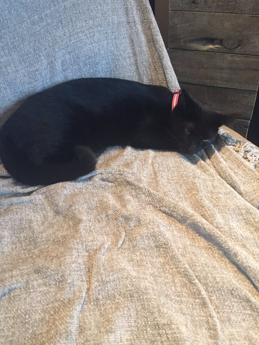 2020 has not been great, besides the pandemic (never thought I would say that) it has generally been crappy.  I shouted to the universe that I wanted everything to slow down so I had more time to sit and be with my cat.... #LockdownSA #StayHome Be careful what you ask for.