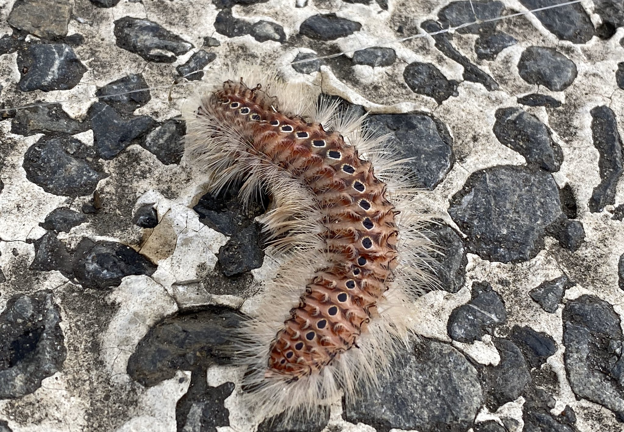 Sugai Kiyoto Auf Twitter 海毛虫を初めて釣った 毛に毒があるのでそれを取り除けば食べられるらしいが 他が釣れないにしてもこれは食う気にはなれない 旅は弱い私にとっての備え T Co Yj0oj5flto 城ヶ島 釣り 週末の東京 食糧 海毛虫 T