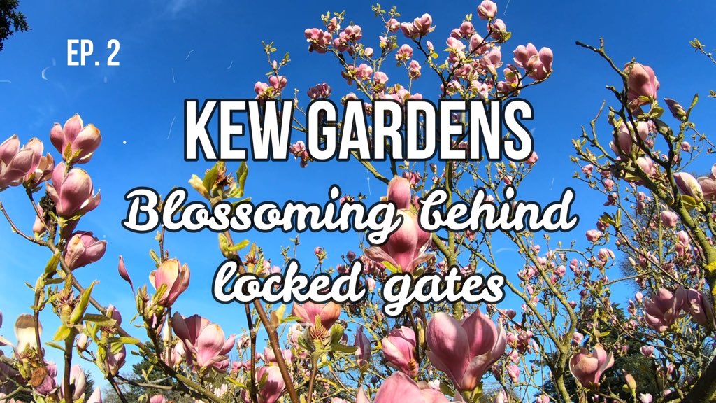 The second episode of this new series has just been uploaded! I feel its so important to share the beauty and tranquility of the gardens right now, for everyone at home. We’re in this together youtube.com/channel/UCqwLV… #stayhome #horticulture #mentalhealth