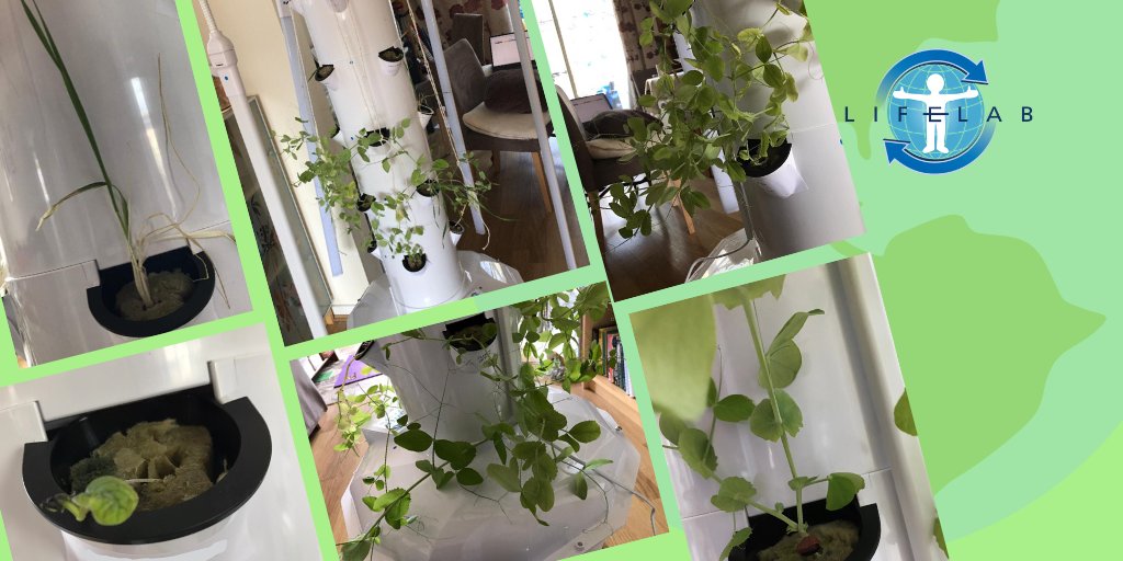 LifelabSoton's tweet photo. Great effort by our partner schools to ensure lessons continued this week for our young people through these much-changed times We also managed to transport our growing towers, part of our #ClimateChange project with @ThorndenSchool, so that work can continue  #researchdoesntstop https://t.co/LwmILJaKJH