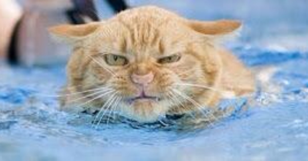 TimStephens_'s tweet photo. #TipsFromTim to young men:
Telling a woman to 'calm down' works about as well as trying to baptize a cat. https://t.co/jRvoc31DNv
