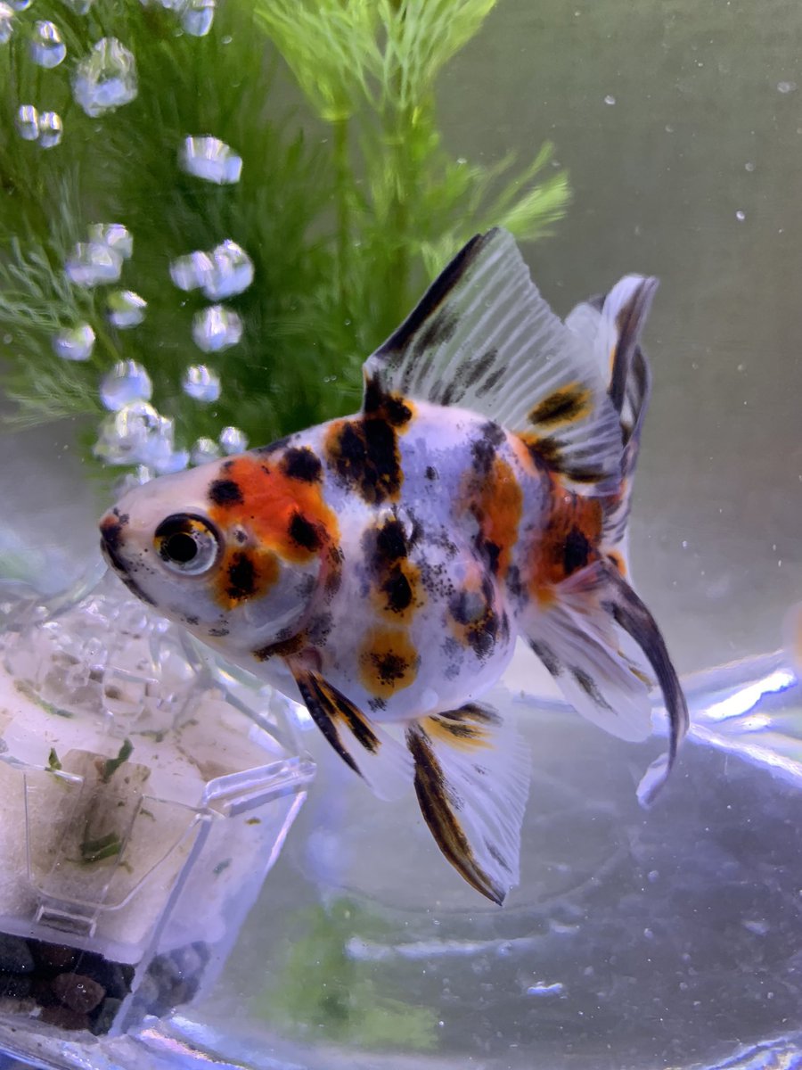 めっとこ 株式会社清州 公式 わわわ キャリコさんですね まだら模様の意味のキャリコがそのまま品種名の琉金さんみたいな金魚さんなの お気に入りのキャリコ柄な金魚さんに逢えるときゅんなの あわ 大変なのですね 少しでも癒されてくだされ