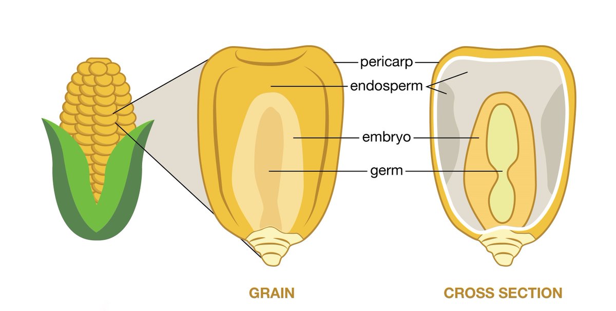 CIMMYT's tweet photo. #DYK the grain of any cereal is made up of three edible parts: the bran, the germ and the endosperm? https://t.co/WwHGNQQPmL

#wholegrains #nutrition @cgiar https://t.co/GRuhzXMtK7