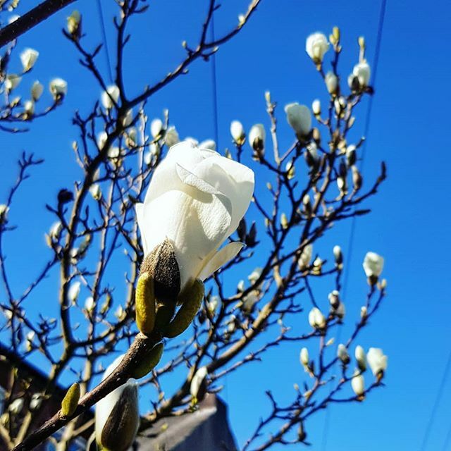 JessAndTheBee's tweet image. Using #noticebeauty thanks to the gorgeous posts in @nattynoodles87 stories. This magnolia brings me happiness every year, but especially this year. 🙏🏼 ift.tt/3dwA6il