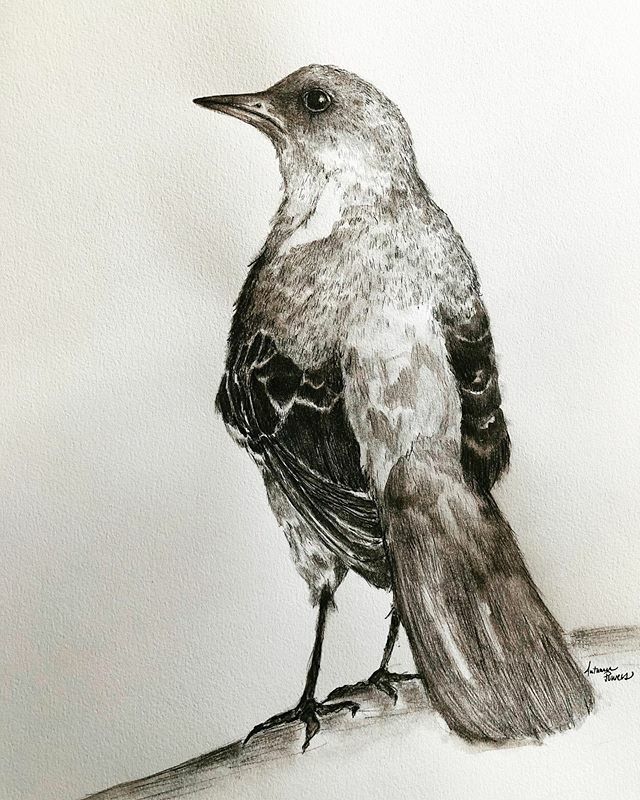 autumnwrites's tweet photo. Pushing beyond my limitations on this sweet bird. #pencil #graphite #bird #watercolor #quarantineart https://t.co/Ir17roI35l https://t.co/FdgpZAvPUB