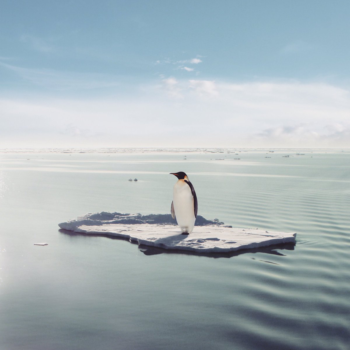 Striking in self-isolation. No gatherings of more than two. When will the fish listen? 

Updates by @realolifrost 
#fridaysforfuture #youthstrike4climate #schoolstrike4climate #climatestrike #climatestrikeonline