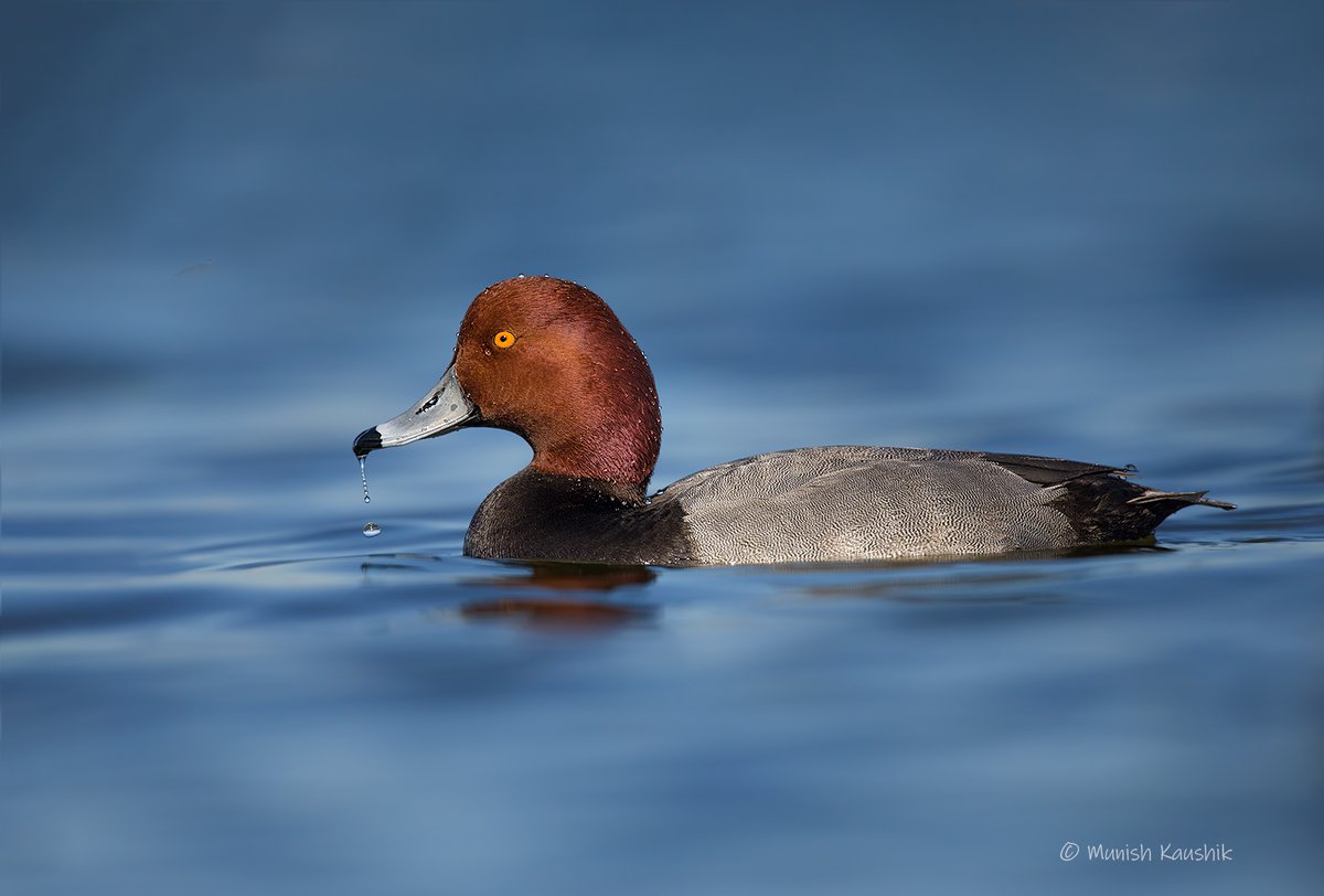munishk's tweet photo. Redhead
Follow me on: https://t.co/lygjcpXR43
#your_best_birds #birdsofindia #birdsofinstagram #travel #kerala #india #thattekkad #incredibleindia #indianbirds #best_birds_of_ig #best_birds_of_world #travelphotography #canon #canon_official #nationalgeographic https://t.co/fcRLNvIbFH
