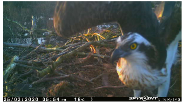 CumbriaCrack's tweet photo. First osprey returns to Lake District breeding site https://t.co/OdNAFLj3Xu https://t.co/7P9VzK1Isw