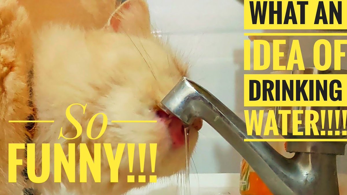 MeowMoeDotCom's tweet photo. Funny!!! Live Show of Cute Kittens - ...
 
#Cats #Cat #Kittens #Kitten #Kitty #Pets #Pet #Meow #Moe #CuteCats #CuteCat #CuteKittens #CuteKitten #MeowMoe
 
#Cat #CatLive #CatLiveStream #CatVideo #CatVideos2020 #CatVideosClean
 
https://t.co/GPYUQ5r21O
 
. https://t.co/0hrhA36TWg