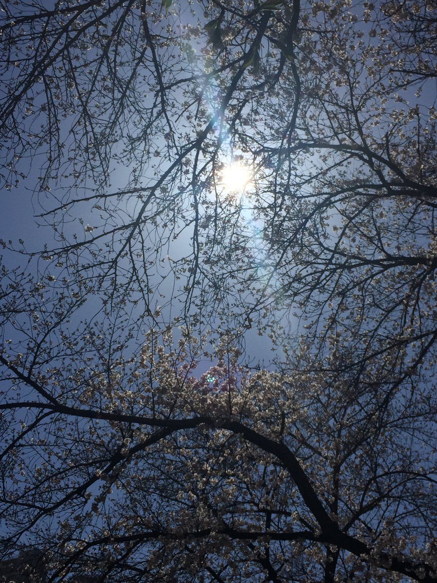ns8t's tweet photo. 桜満開、木漏れ日、春来たり https://t.co/3QW1VX7oTt