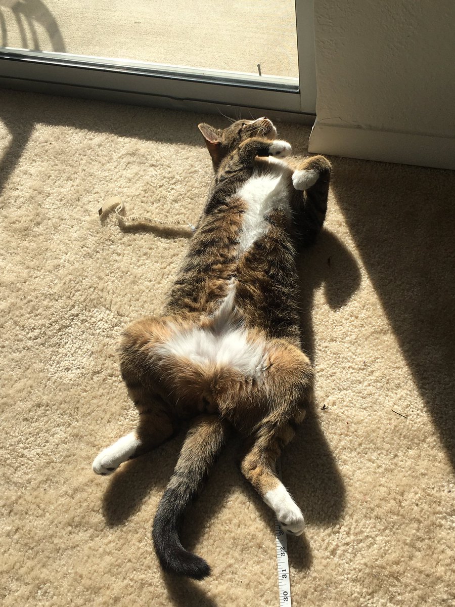 MsB_MHS's tweet photo. #PetsOfAacps ❤️ Manny ❤️

Meade kids know this, but Manny has an Instagram! 
📸:@mighty_little_manny https://t.co/ZPYOpia6T5