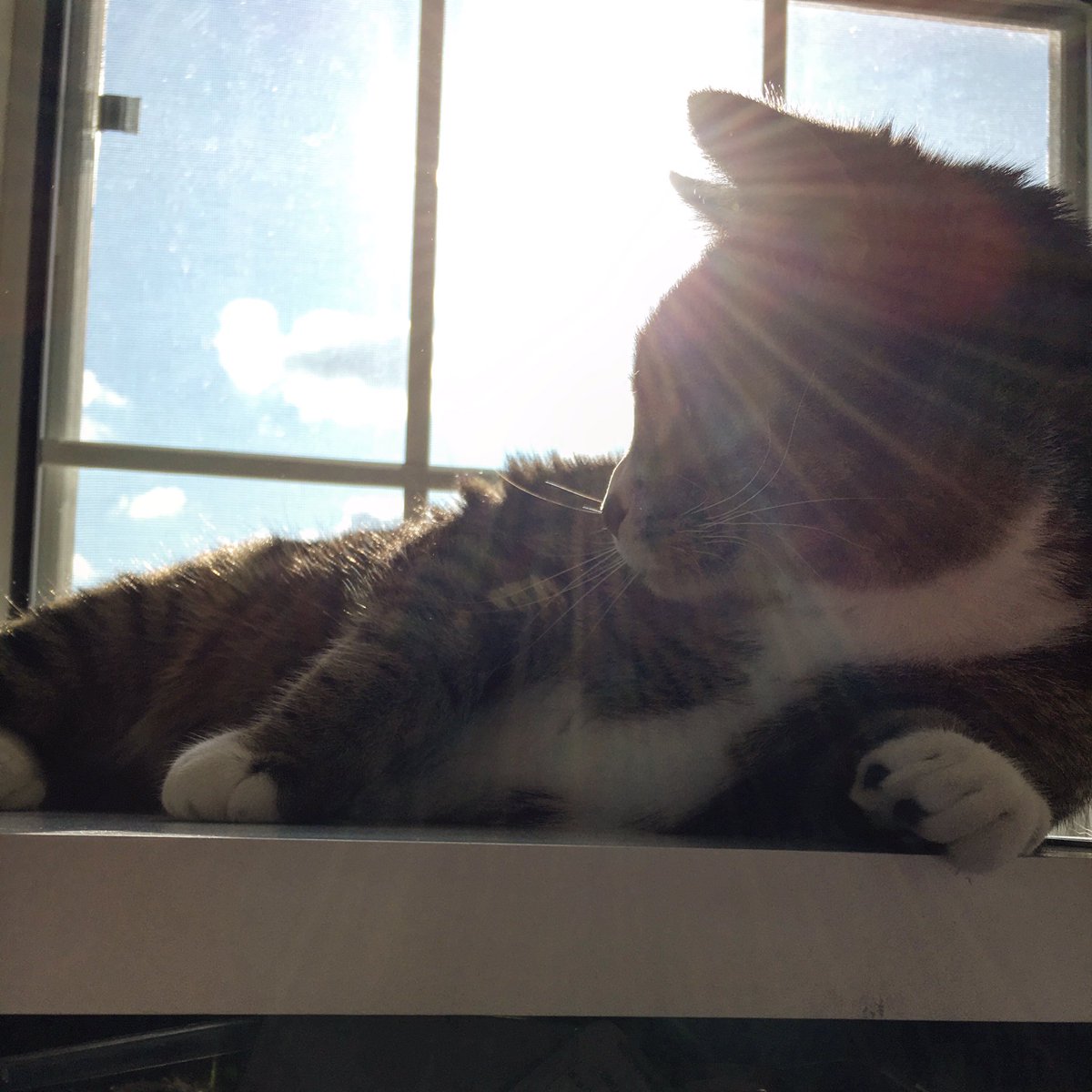 MsB_MHS's tweet photo. #PetsOfAacps ❤️ Manny ❤️

Meade kids know this, but Manny has an Instagram! 
📸:@mighty_little_manny https://t.co/ZPYOpia6T5