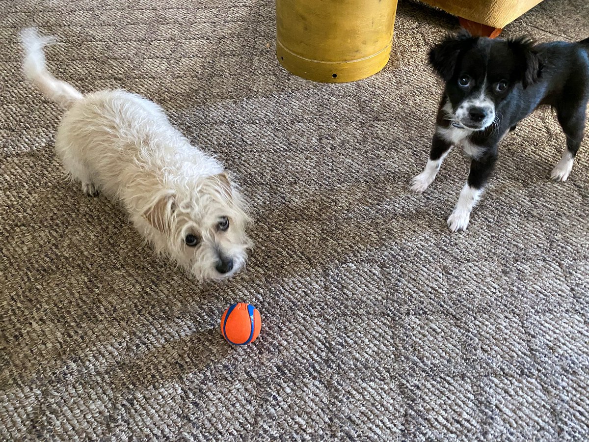 txreen's tweet image. “Look lady, just throw the ball &amp;amp; no one gets hurt.” #fosteringsaveslives #adoptiinsaveslives #pvastx #tgv #McAllen #MaketheMost @pvastx @CityofMcAllen #dogsofquarantine