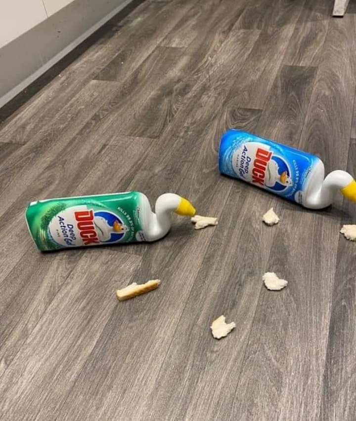 Hoy ya no podía más, me he ido a echarle de comer a los patos.