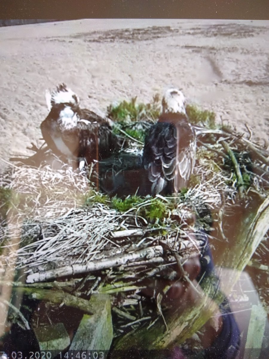 CumbriaJane's tweet photo. Check out the lovely ospreys at Foulshaw #springtime #natureathome#reunited
https://t.co/WzK5SLOv2M https://t.co/LQ7BYanNsH