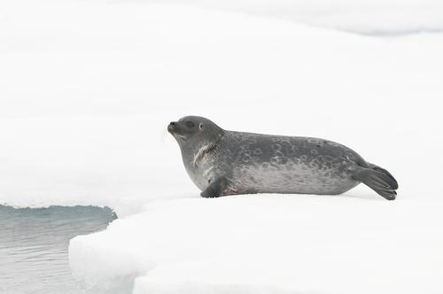 Ecol_Evol's tweet photo. Spatial and temporal variability in ringed seal stable isotopes in the Beaufort Sea by @NP_Boucher, @AEDerocher &amp; Evan Richardson: https://t.co/KAEexQ6dSP https://t.co/jETLvtvdfk