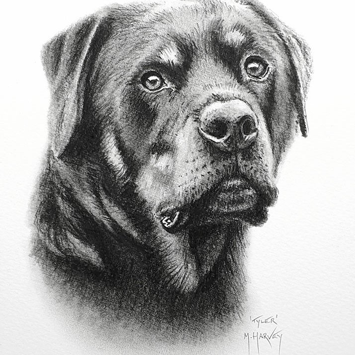 MHFineArt's tweet photo. Please help me by answering the following...
How much are you willing to pay for an A4 or A5 pencil pet portrait during this current pandemic & are you still considering gifts for birthday's etc.?
.
#FridayFeeling #ArtistMatthewHarvey #PetArtist #PetPortrait #CaronaLockdown https://t.co/K3OvEcElJg