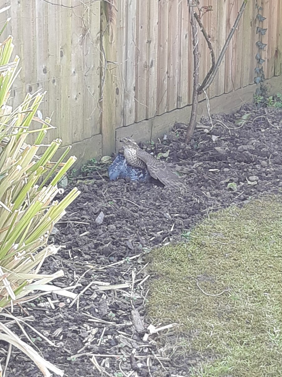 Just crashed into a large pigeon, think it might be a Sparrow Hawk, can anyone confirm?