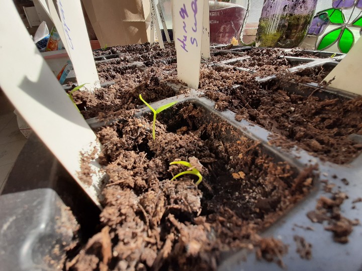 twvgshow's tweet photo. What seeds do you have started? #gardenlife #gardening #garden #wisconsin #gardentalkradio #twvg #backyard #vegtables #seedstarting https://t.co/fg0DO6Y4JY
