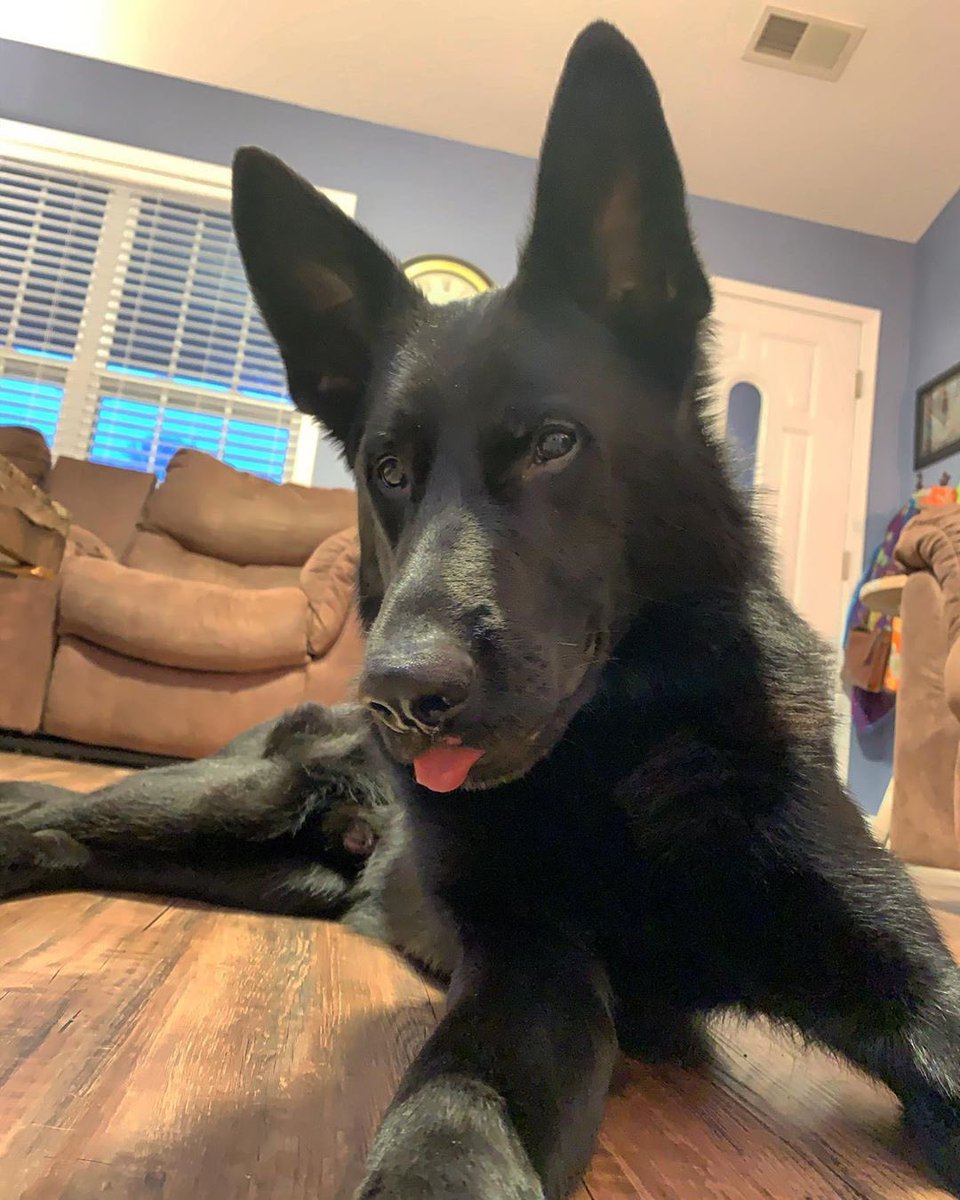 shallowcreekk9's tweet photo. @k9zorro FaceTime and chill?
•
#quarantinelife #quarantineandchill #canwegobacktowork
•
•
•
#k9 #k9life #k9unit #k9officer #policek9 #patrolk9 #k9sleadtheway #dualpurposek9 #femalek9handler #worthlesshandler #ivegotyoursix #sendus #thinblueline #picoftheday #gsdunited https://t.co/Zd0EuHl3Ru