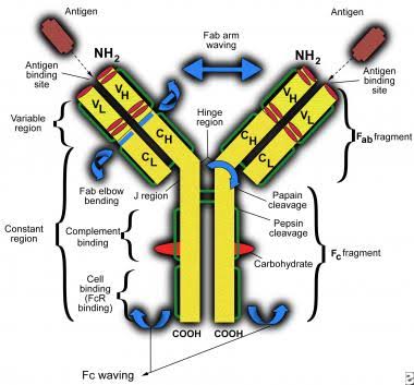 dr_koko28's tweet photo. Dalam tubuh kita sudah disiapkan pasukan yang kita harap bekerja optimal melawan SARS-CoV-2.

Siapa saja mereka?
1. Immunoglobulin G &amp; M,
2. Sel T-helper,
3. Sel T-killer, dan
4. Sel B (pabrik antibodi), etc.

Catatan : Optimalnya sistem imun tercapai dengan Hidup Bersih &amp; Sehat. https://t.co/zwqM8cOVed