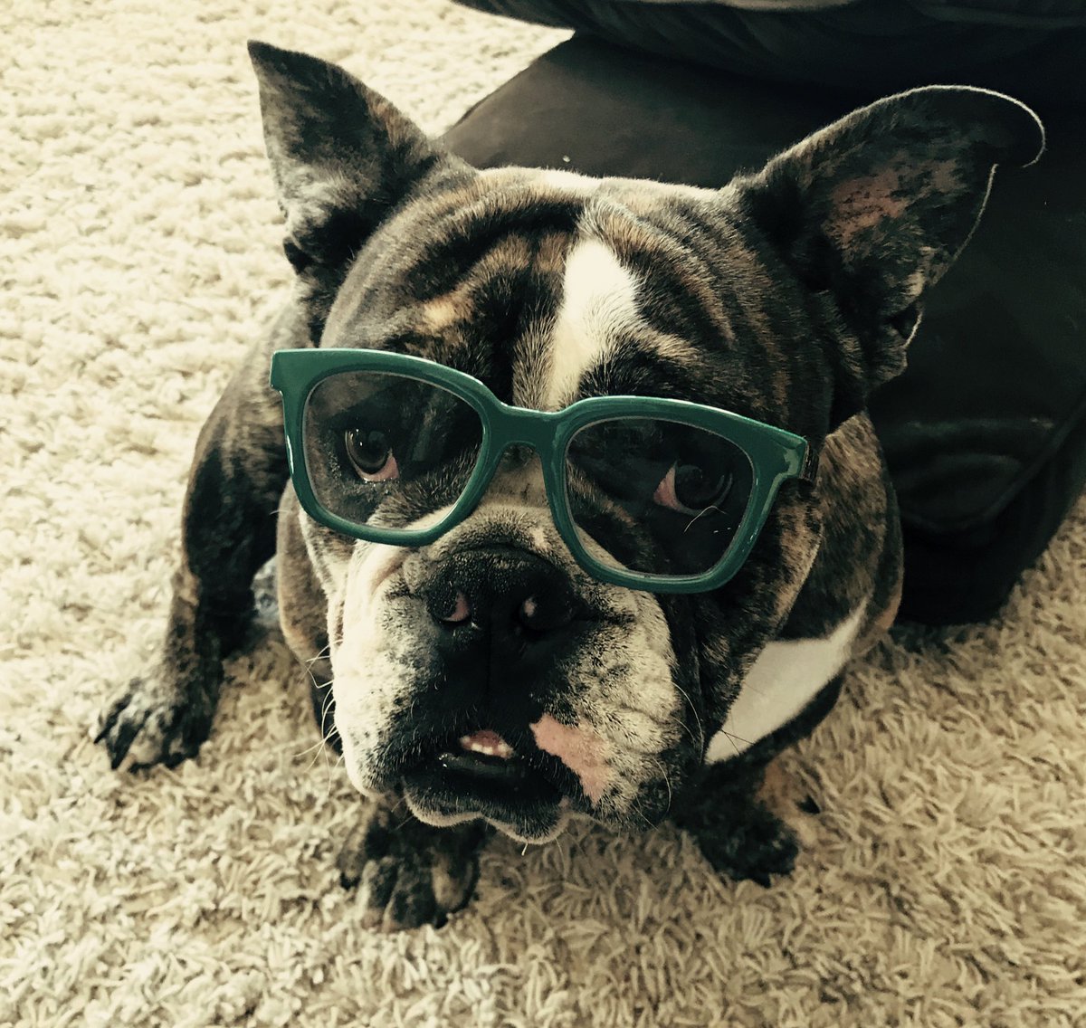 Ameliashutch's tweet photo. @KWCH12 Chapel is Loving all the work at home attention! He’s always beside me ready to help out! #StayHome #stayhappy #loveyourpups #KWCH12 https://t.co/S7hora6Brp