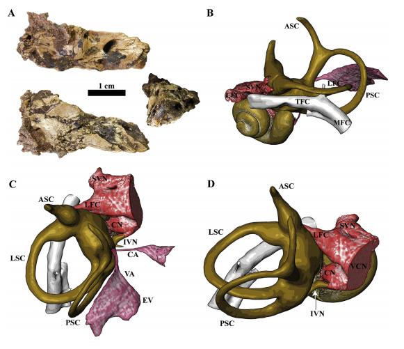 SJCott's tweet photo. #FossilFriday lives on! Fragments of this juveline hominin's   temporal bone (KB 6067) were found at the Kromdraai B site in South Africa. The morphology of this bony labyrinth has affinities with Australopithecus africanus, P. robustus AND early Homo.
https://t.co/zfP0tWs7xE https://t.co/J5oBXgLt0M