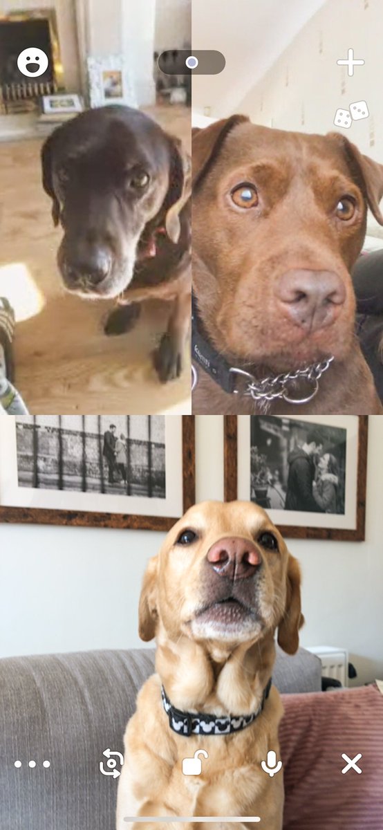 DevineAndDogs's tweet image. When you can’t meet in the park so you have a house pawty 🏡🐾 #stayhome #houseparty #housepawty