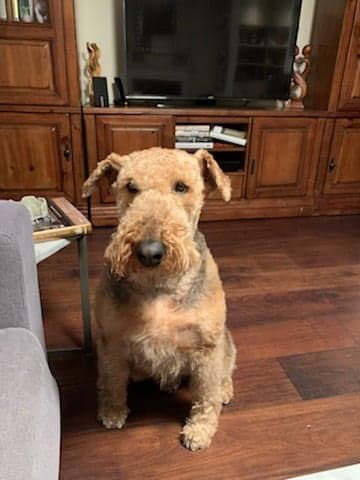 westminsterwags's tweet photo. We are missing our gorgeous clients already, but luckily their amazing mums and dads have been sending photos through to cheer us up! Please keep them coming guys! #WagsFamily https://t.co/jGjDWXcSoe